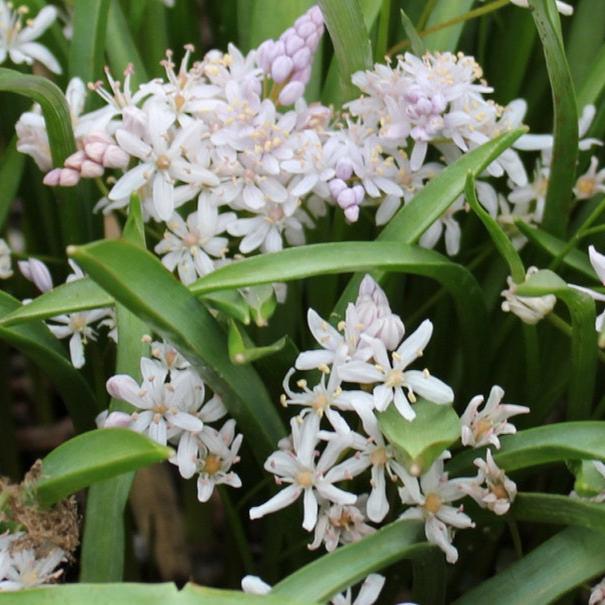 Scilla bifolia 'Rosea'