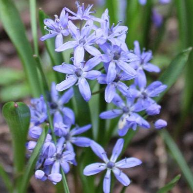 Scilla bifolia