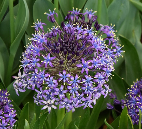 Scilla peruviana