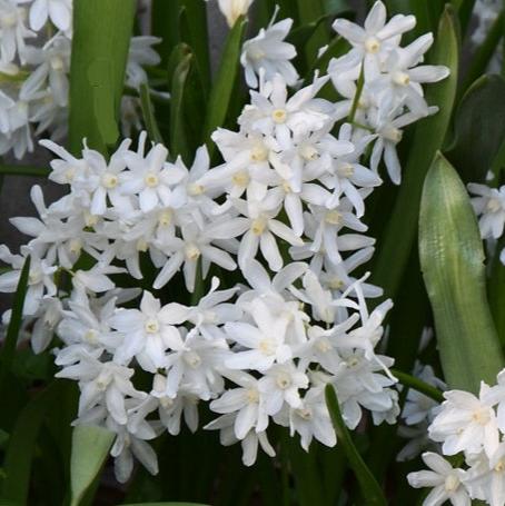 Scilla siberica 'Alba'