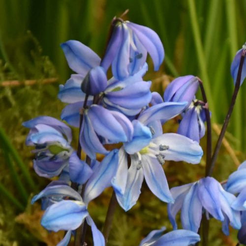 Scilla siberica 'Spring Beauty' Bulbs