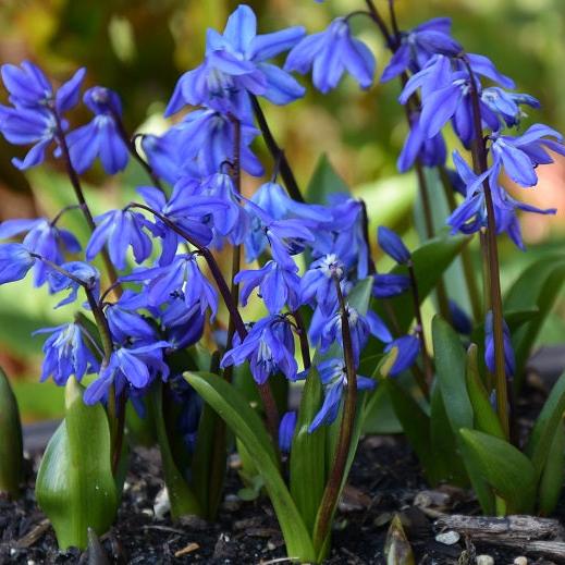 Scilla siberica