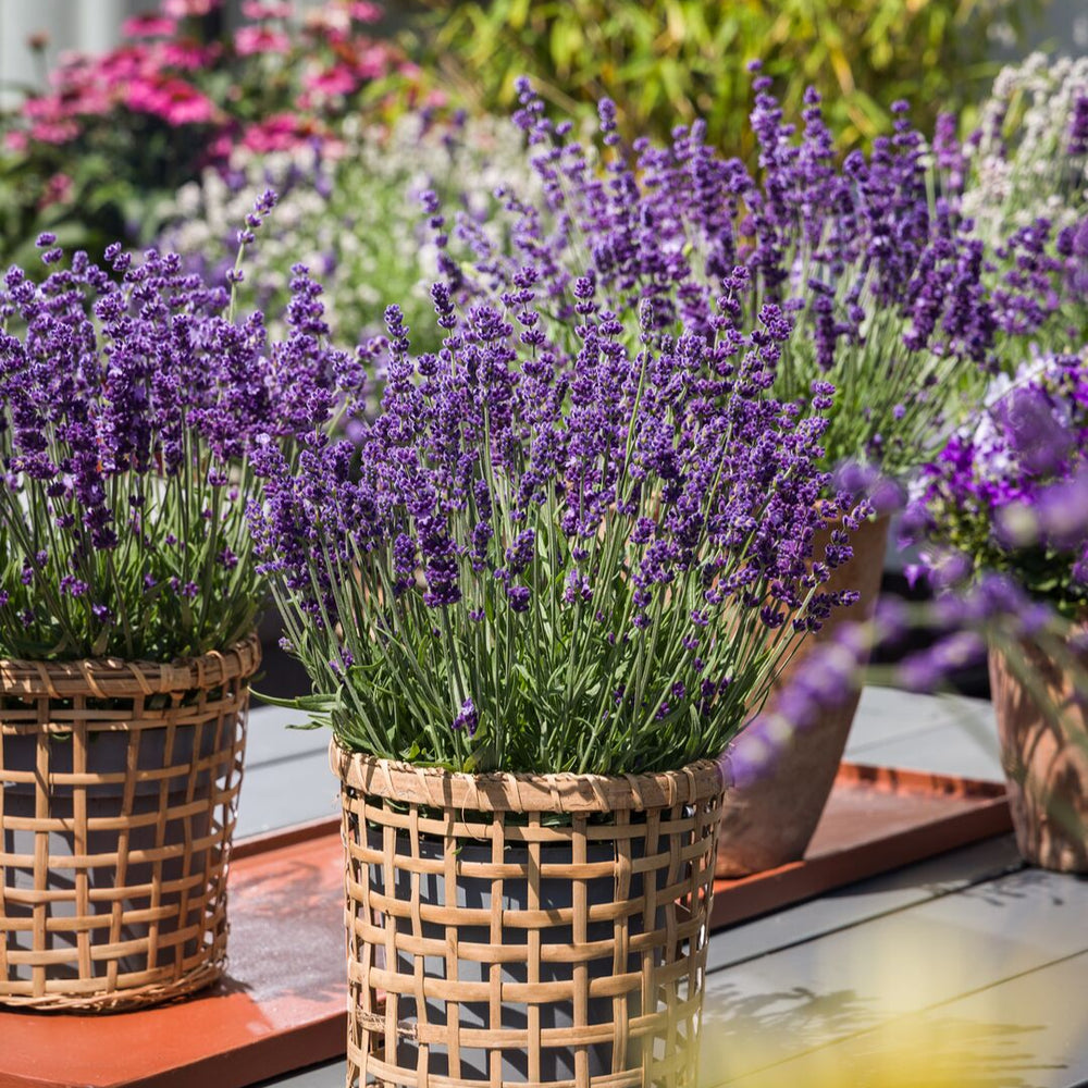 Lavandula angustifolia 'Aromatico Evolution'