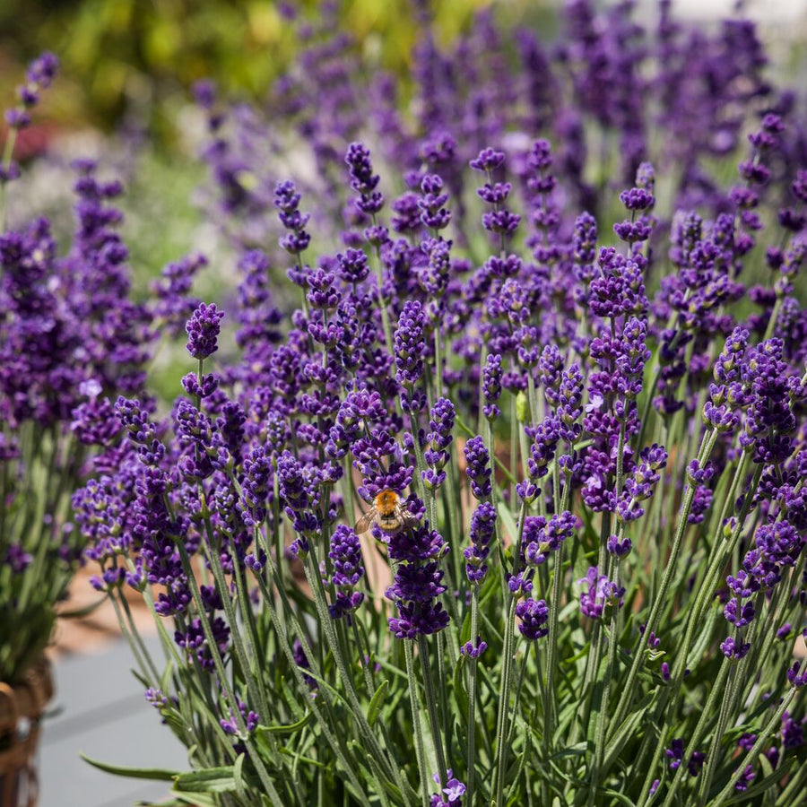 Lavandula angustifolia 'Aromatico Evolution'