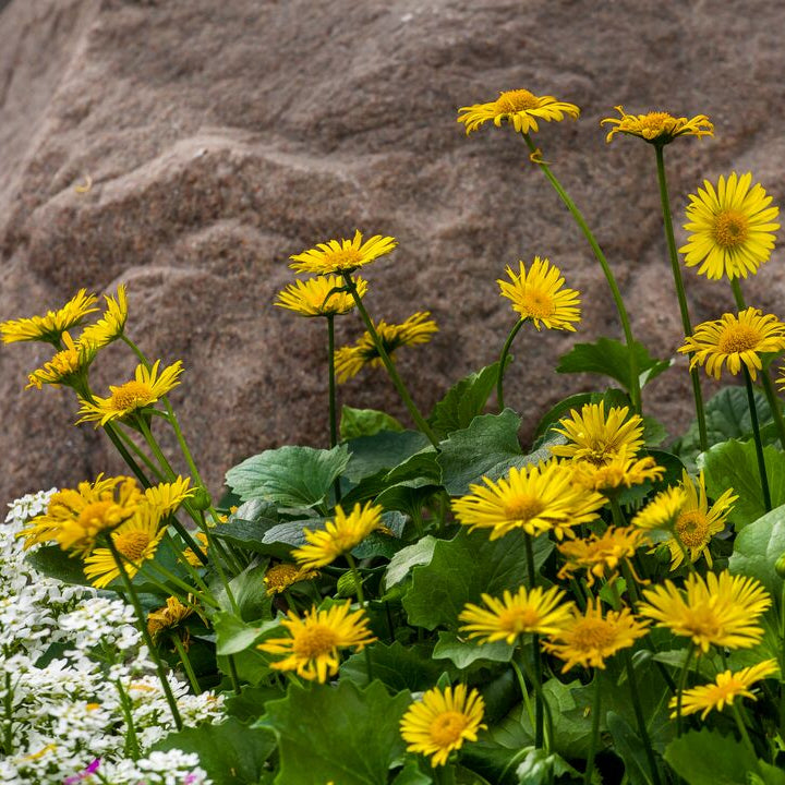 Doronicum orientale 'Leonardo Compact'