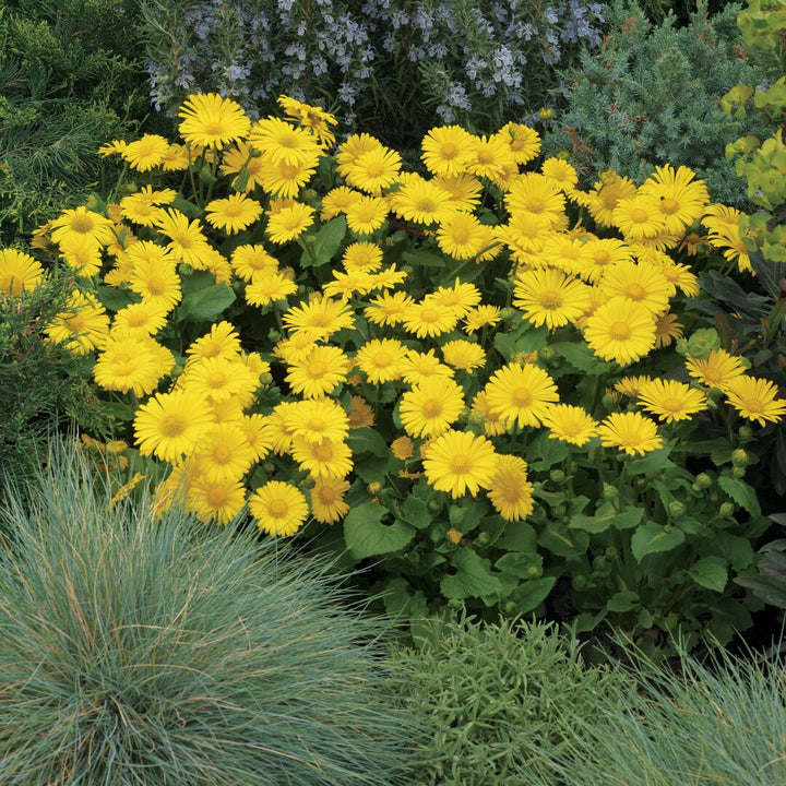Doronicum orientale 'Leonardo Compact'