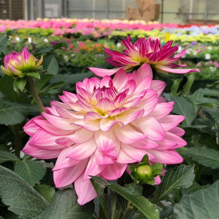 Dahlia 'Sincerity Rose Bicolour'