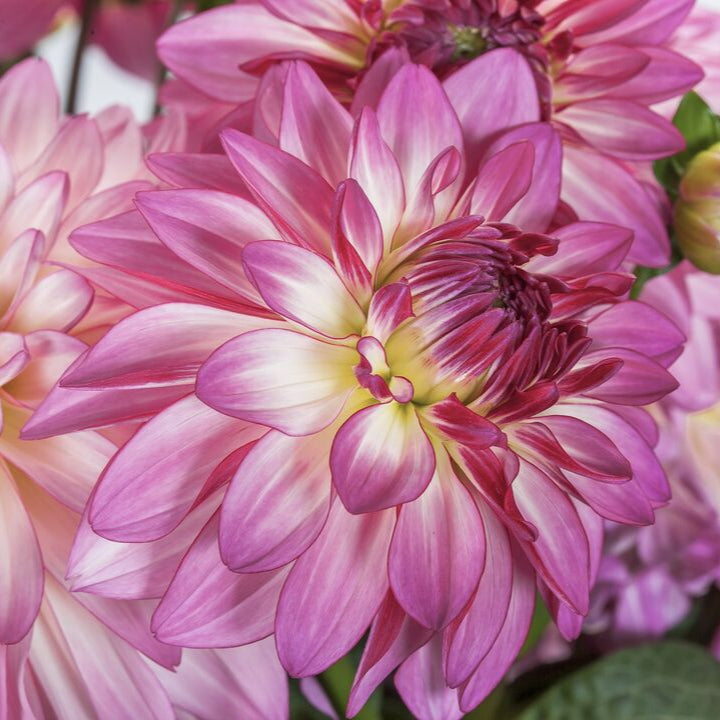 Dahlia 'Sincerity Rose Bicolour'
