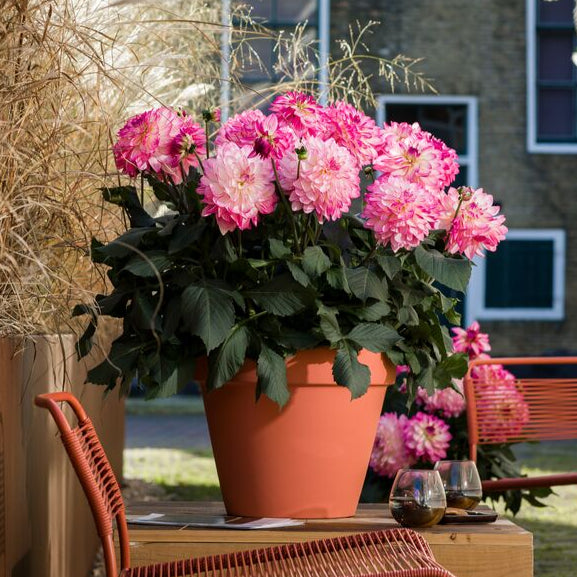 Dahlia 'Sincerity Rose Bicolour'