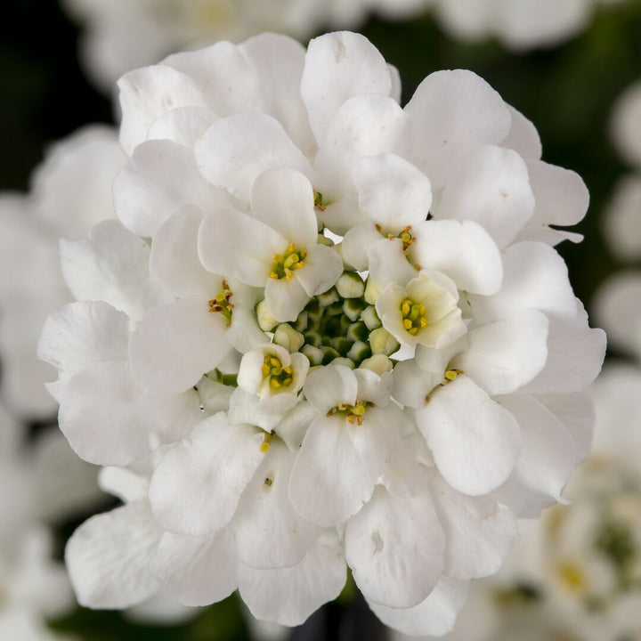 Iberis sempervirens 'Snowsurfer Forte'