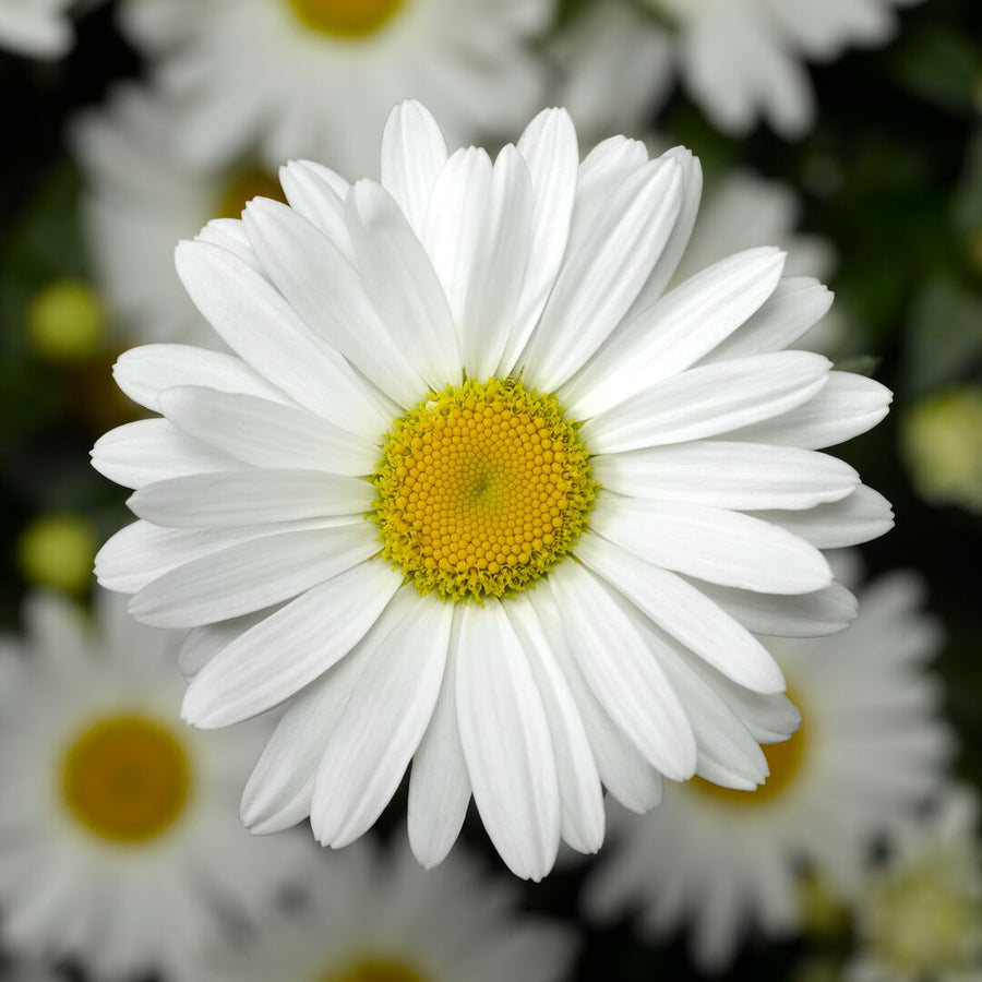 Leucanthemum × superbum 'Western Star Taurus'