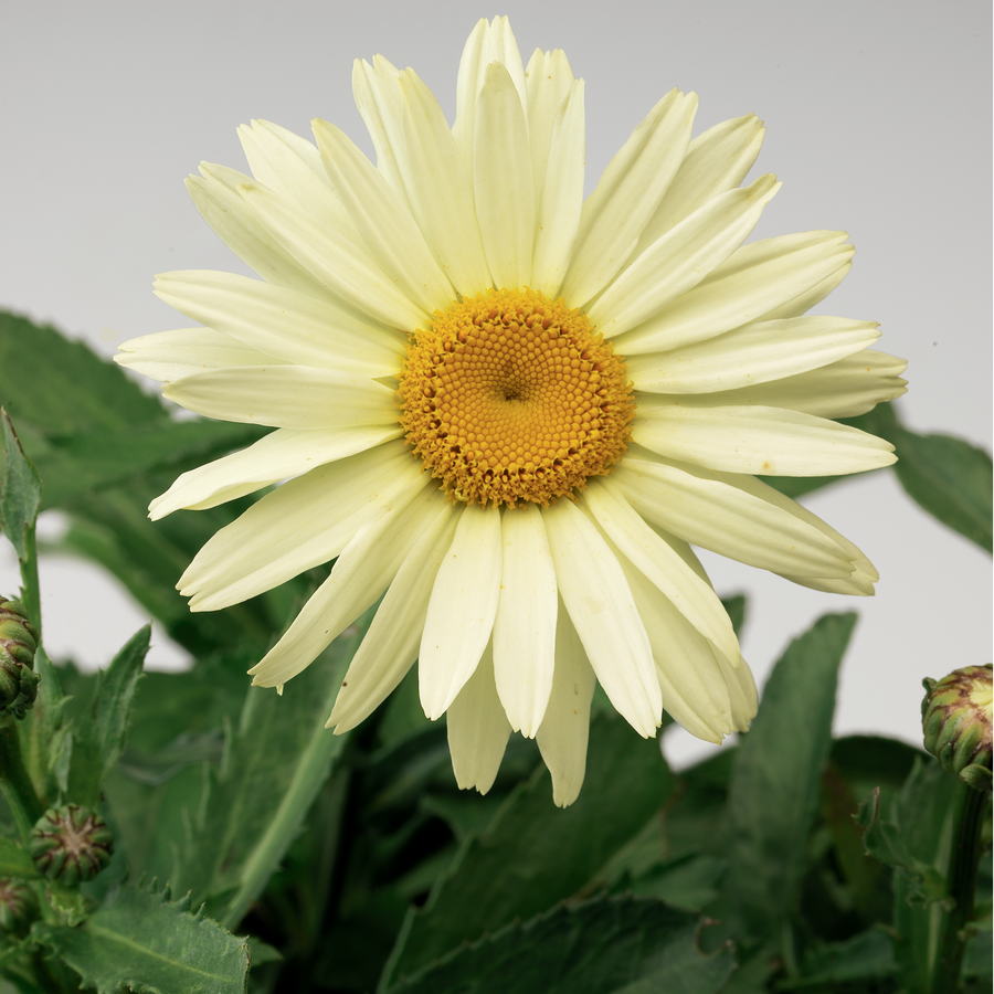 Leucanthemum × superbum 'Broadway Lights