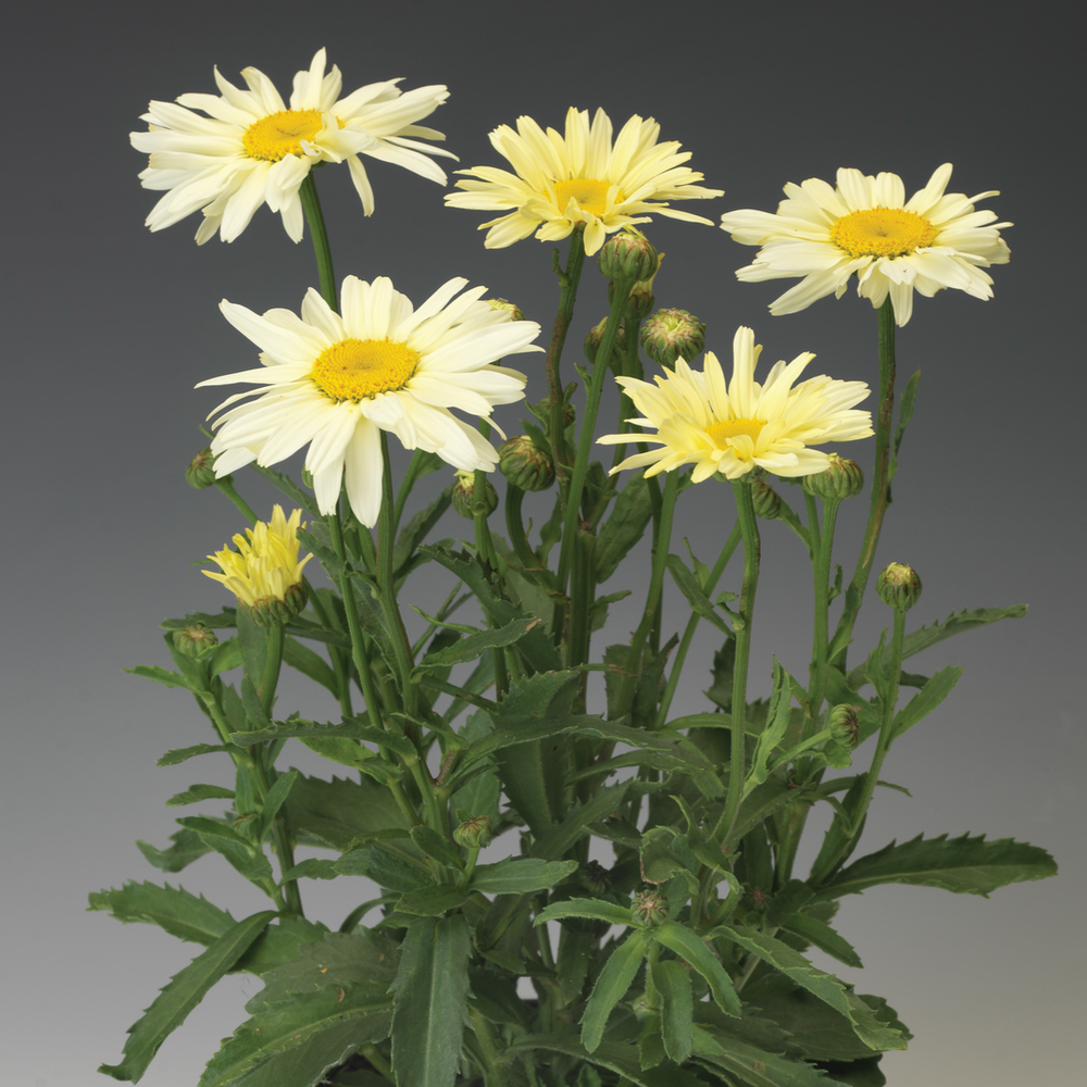 Leucanthemum × superbum 'Broadway Lights