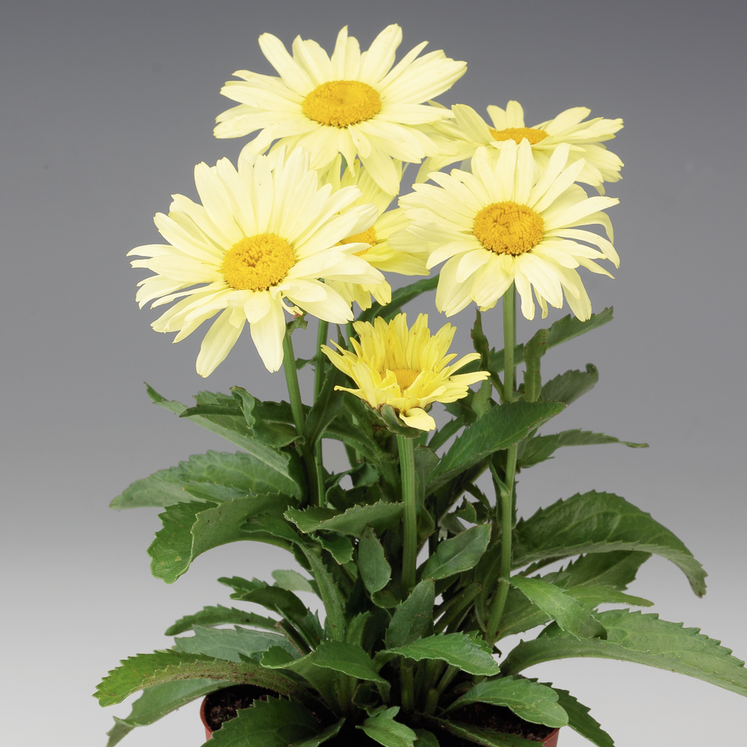 Leucanthemum × superbum 'Broadway Lights