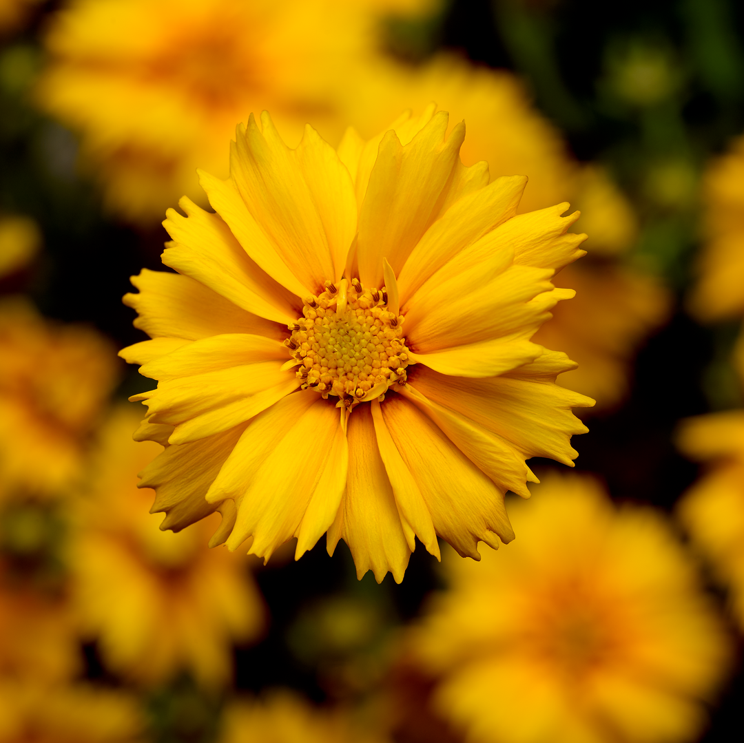 Coreopsis 'Corey Single Gold'