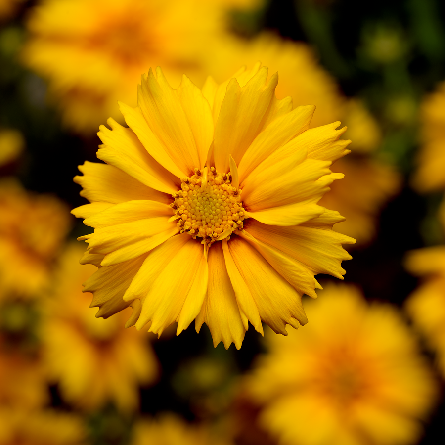 Coreopsis 'Corey Single Gold'