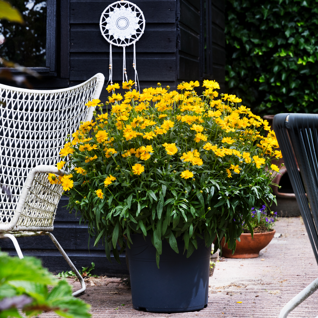 Coreopsis 'Corey Single Gold'
