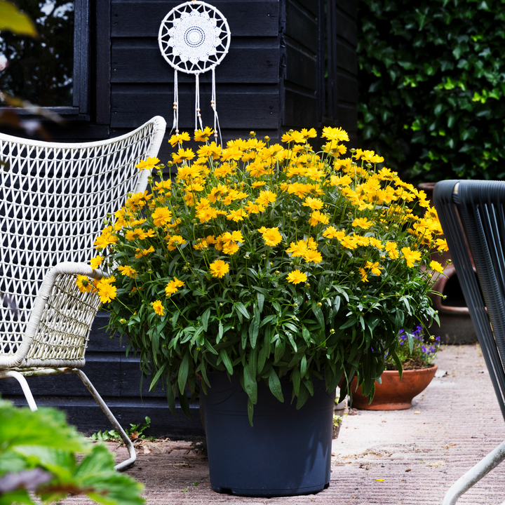Coreopsis 'Corey Single Gold'