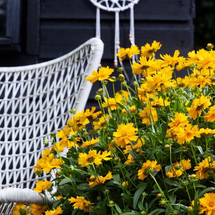 Coreopsis 'Corey Single Gold'