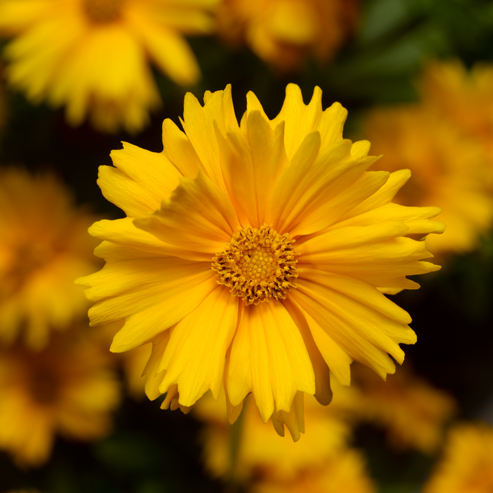 Coreopsis 'Corey Single Gold'