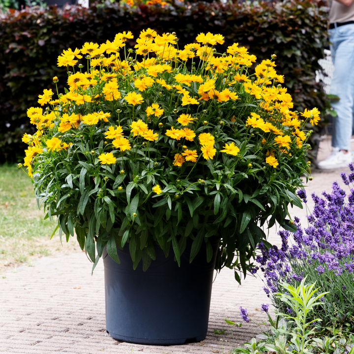 Coreopsis 'Corey Single Gold'