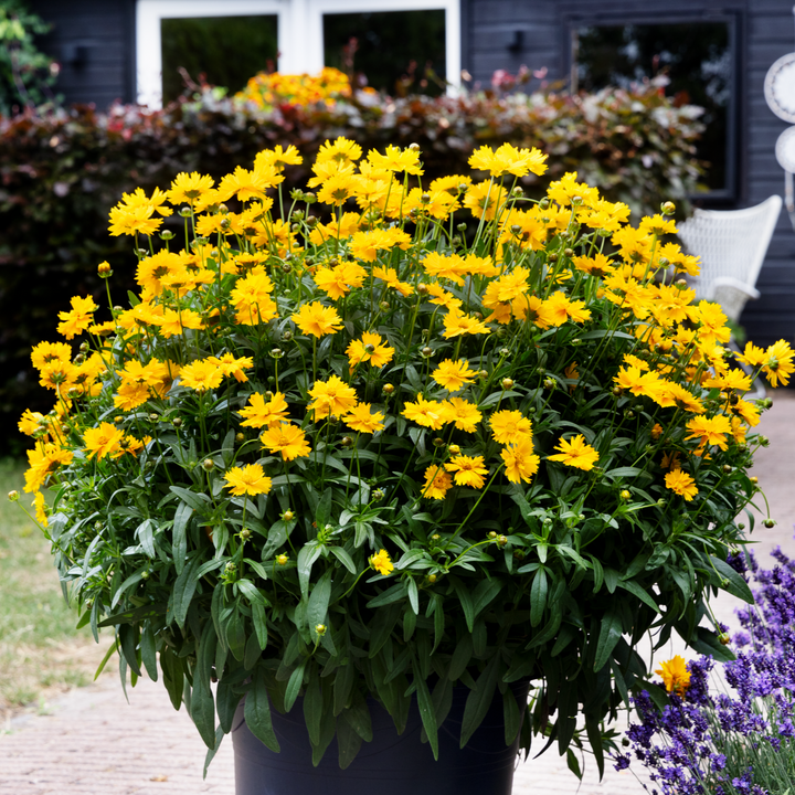 Coreopsis 'Corey Single Gold'