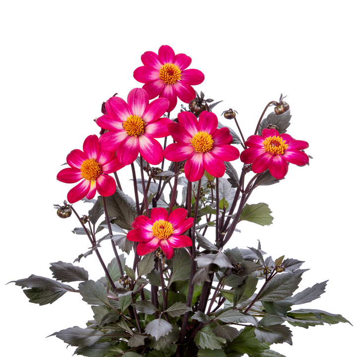 Dahlia 'Dahlegria Magenta Bicolour'