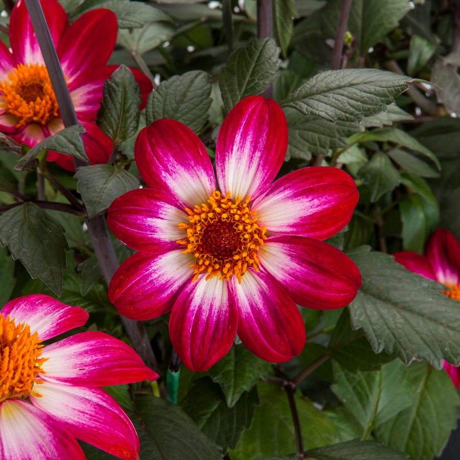 Dahlia 'Dahlegria Magenta Bicolour'