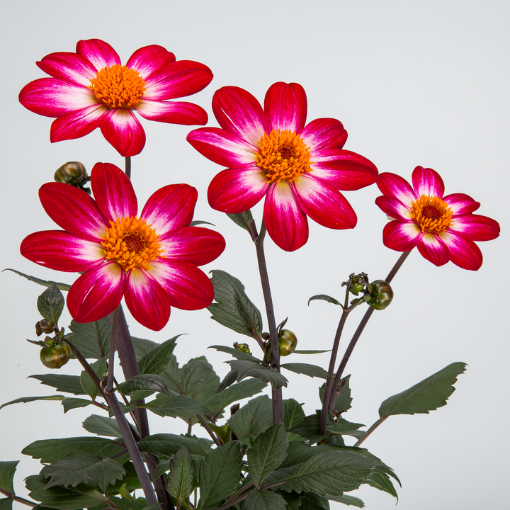 Dahlia 'Dahlegria Magenta Bicolour'