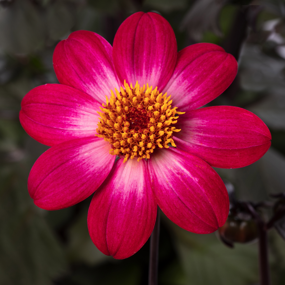 Dahlia 'Dahlegria Magenta Bicolour'