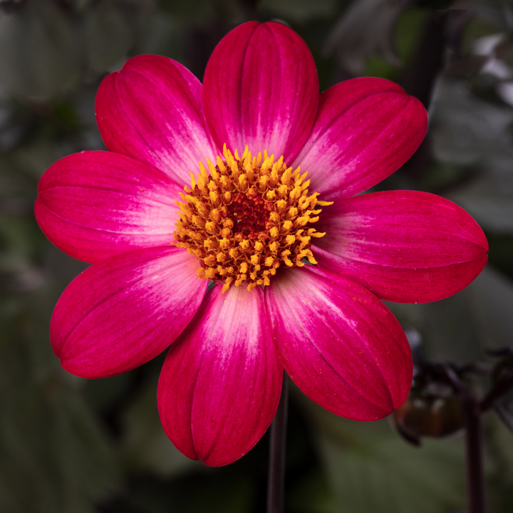 Dahlia 'Dahlegria Magenta Bicolour'
