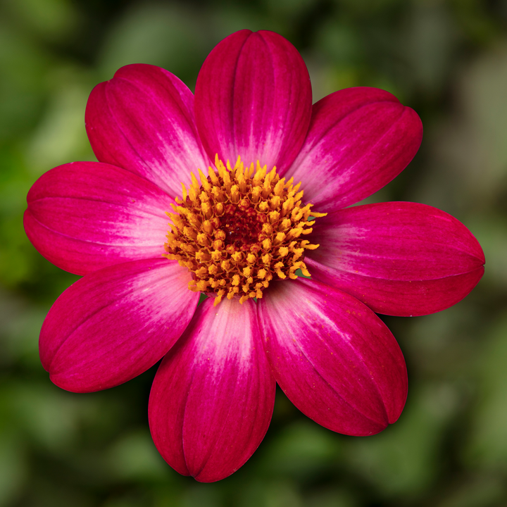 Dahlia 'Dahlegria Magenta Bicolour'