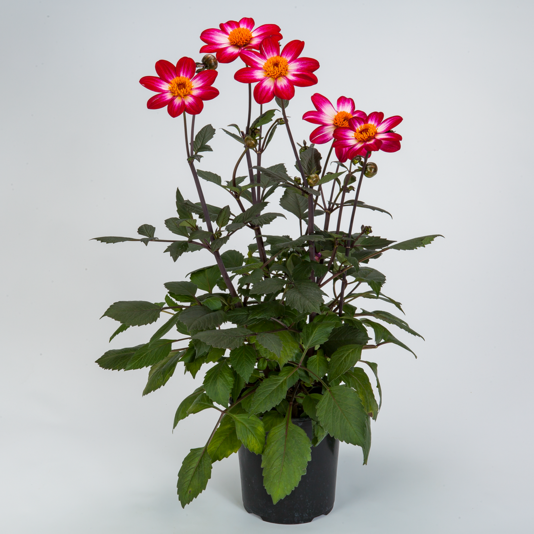 Dahlia 'Dahlegria Magenta Bicolour'