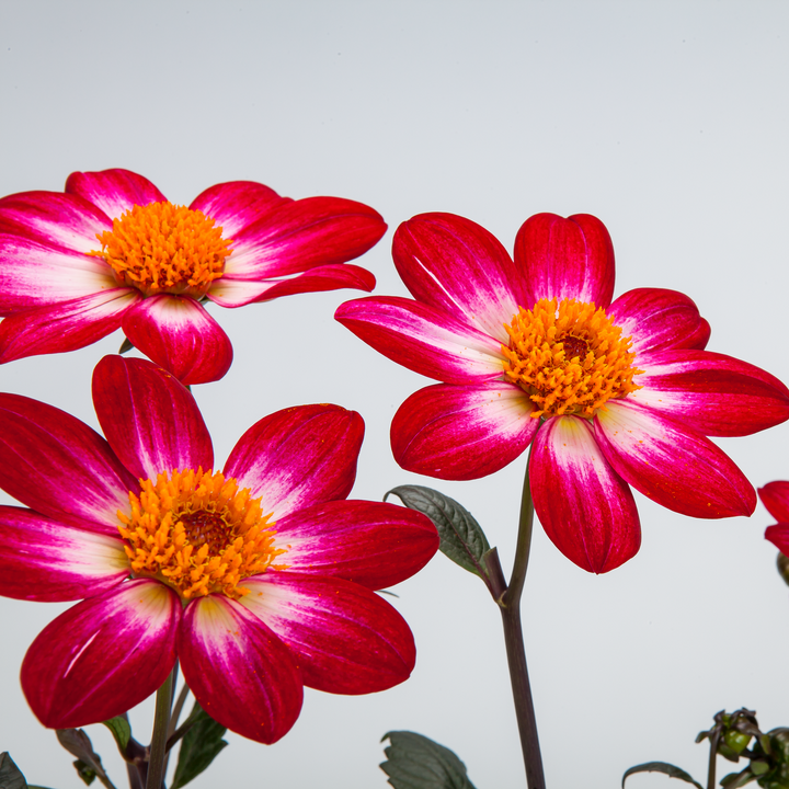 Dahlia 'Dahlegria Magenta Bicolour'