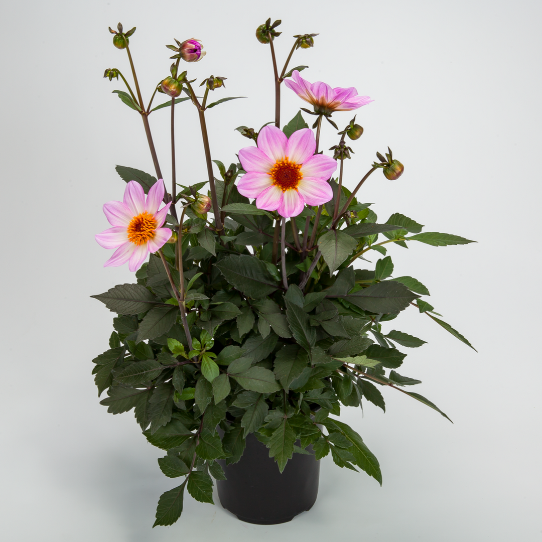 Dahlia 'Dahlegria Pink Flame'