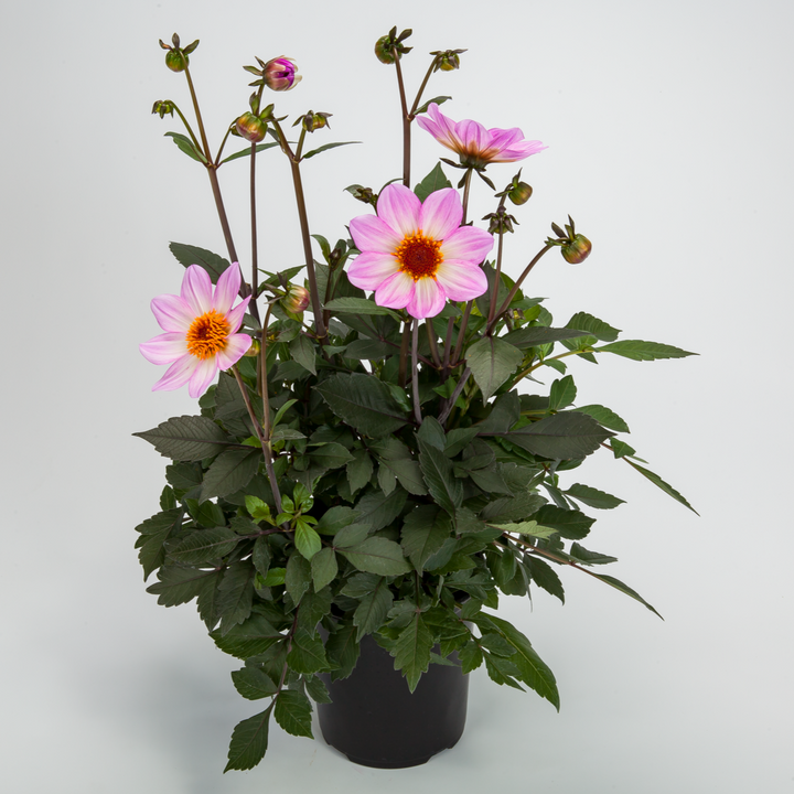 Dahlia 'Dahlegria Pink Flame'