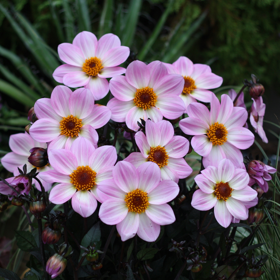 Dahlia 'Dahlegria Pink Flame'