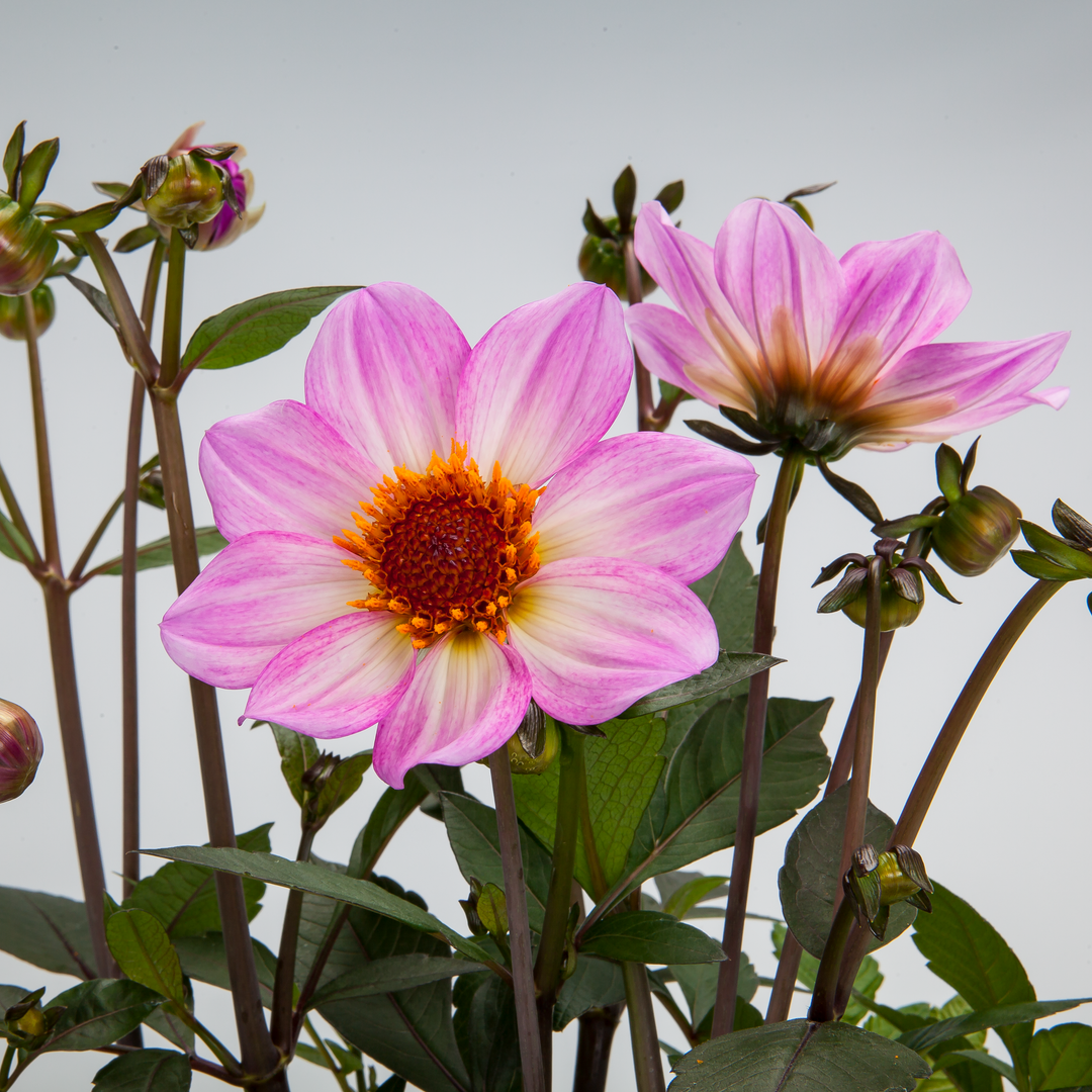 Dahlia 'Dahlegria Pink Flame'