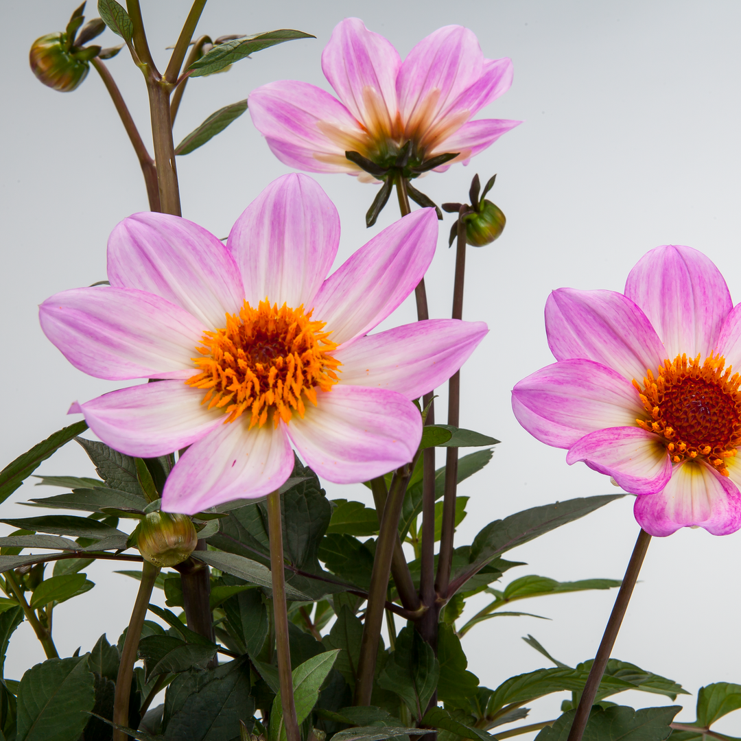 Dahlia 'Dahlegria Pink Flame'