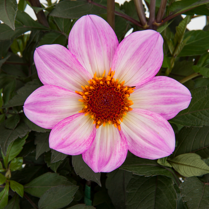 Dahlia 'Dahlegria Pink Flame'