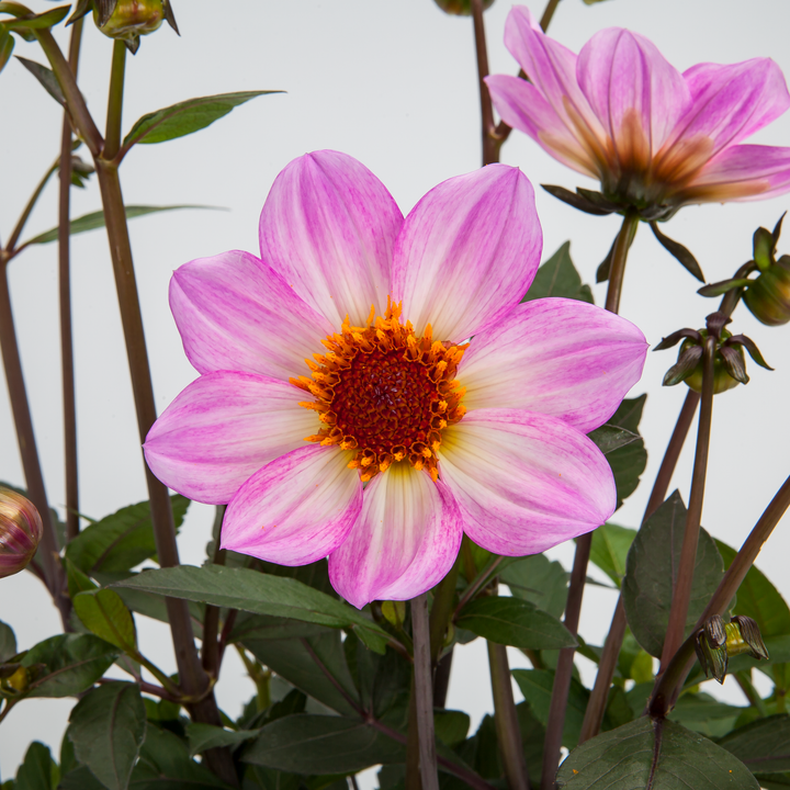 Dahlia 'Dahlegria Pink Flame'