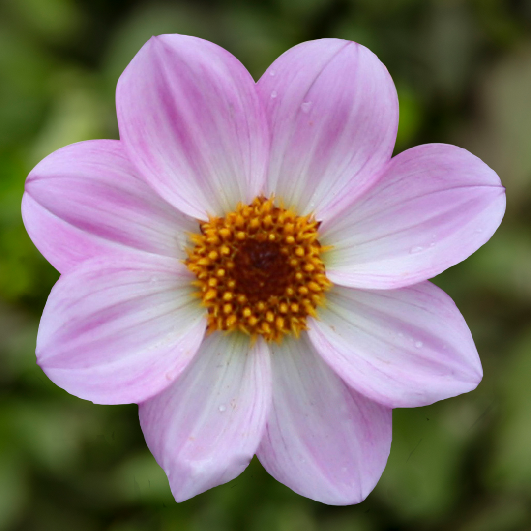 Dahlia 'Dahlegria Pink Flame'