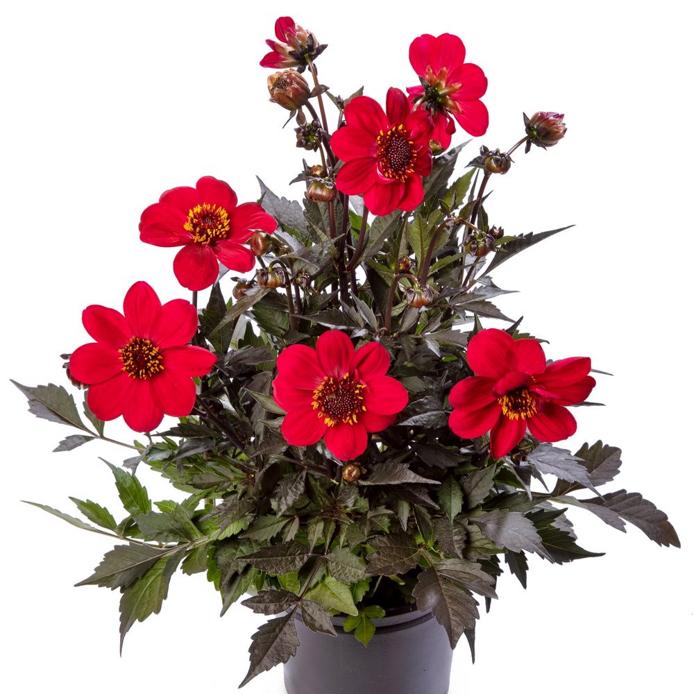 Dahlia 'Dahlegria Red'