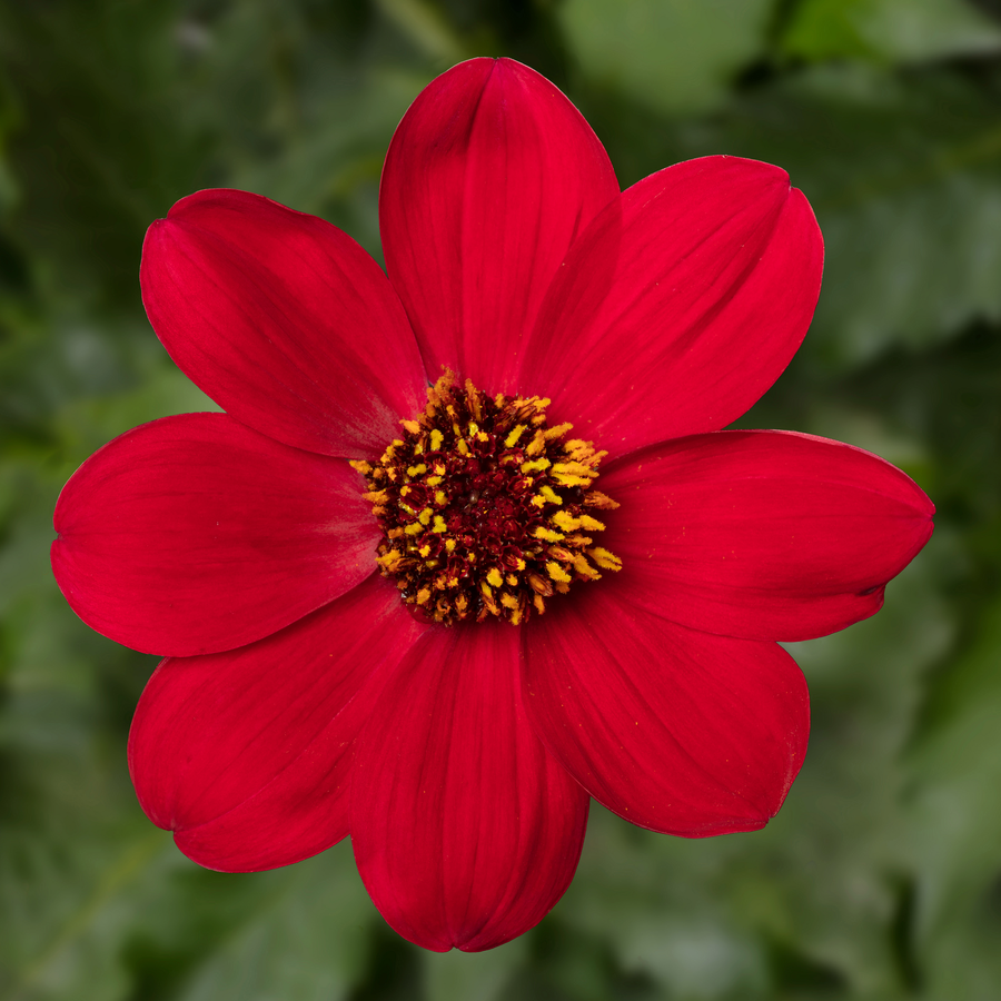 Dahlia 'Dahlegria Red'