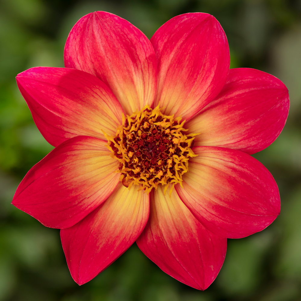Dahlia 'Dahlegria Sunrise'