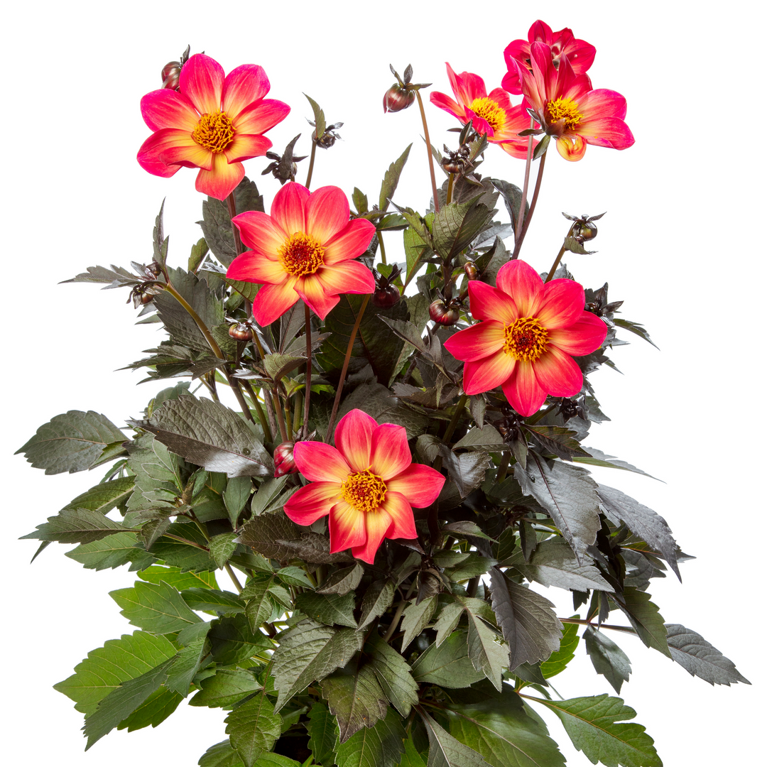 Dahlia 'Dahlegria Sunrise'