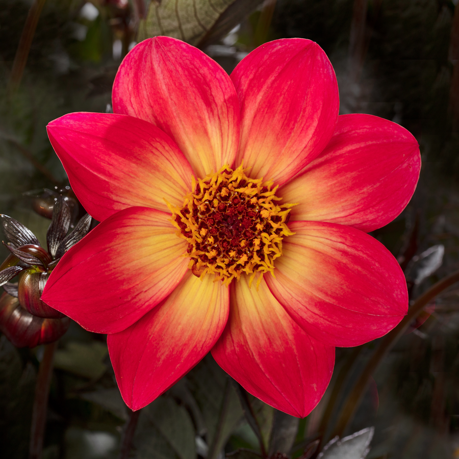 Dahlia 'Dahlegria Sunrise'