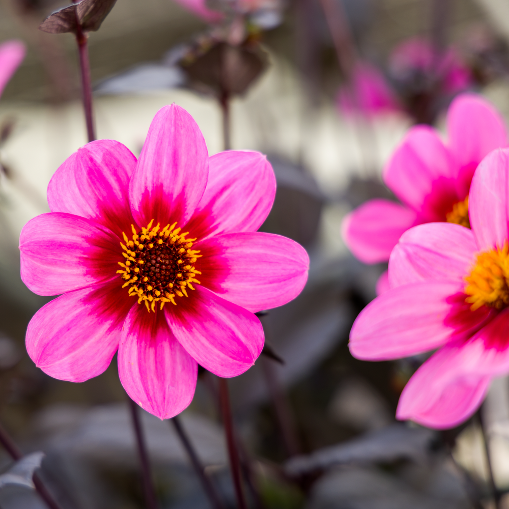 Dahlia 'Dahlegria Tricolor'