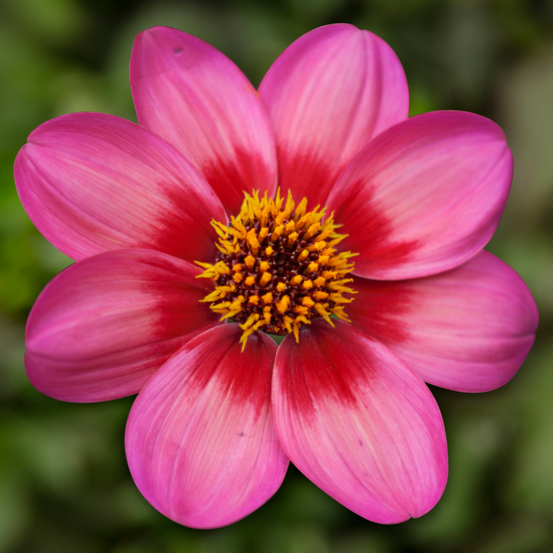 Dahlia 'Dahlegria Tricolor'