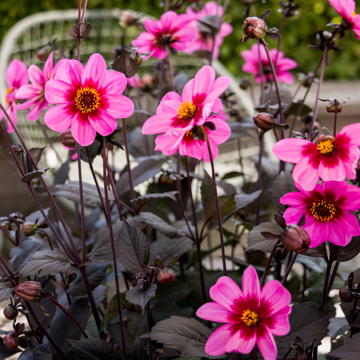 Dahlia 'Dahlegria Tricolor'